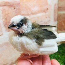 ②愛嬌たっぷり💗💗　十姉妹ちゃんがやってきましたよ～！！　