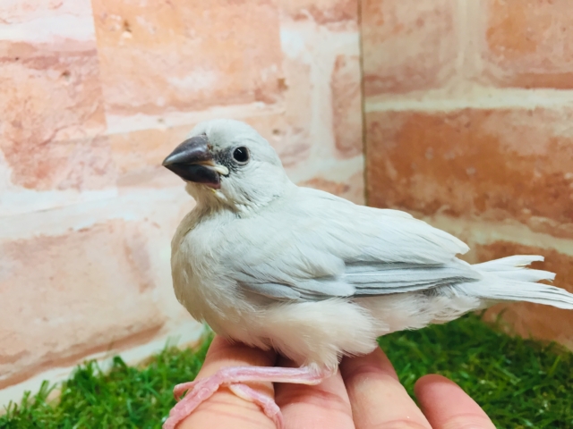 銀色に輝くシルバー文鳥さんがやってきましたよ～✨✨