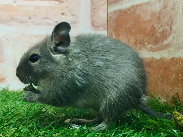 淡いカラーが魅力的🎵🎵🎵 デグー(ブルー) デグー