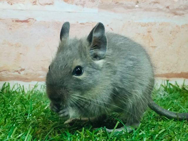 淡いカラーが魅力的🎵🎵🎵 デグー(ブルー) デグー