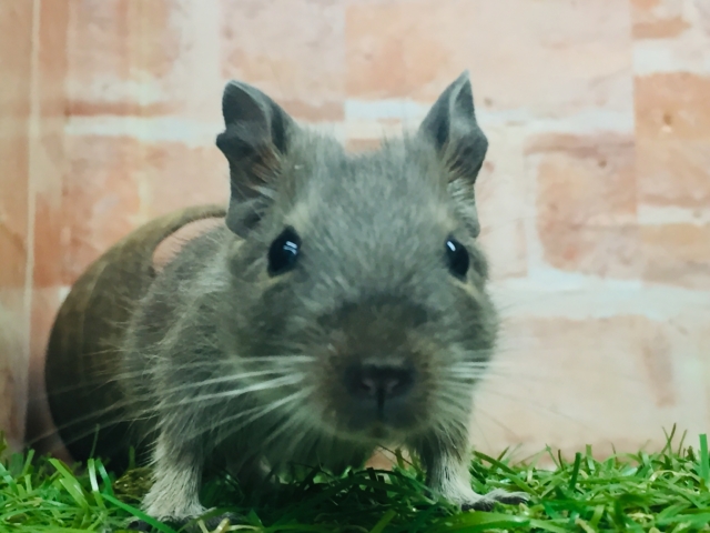 淡いカラーが魅力的🎵🎵🎵 デグー(ブルー) デグー
