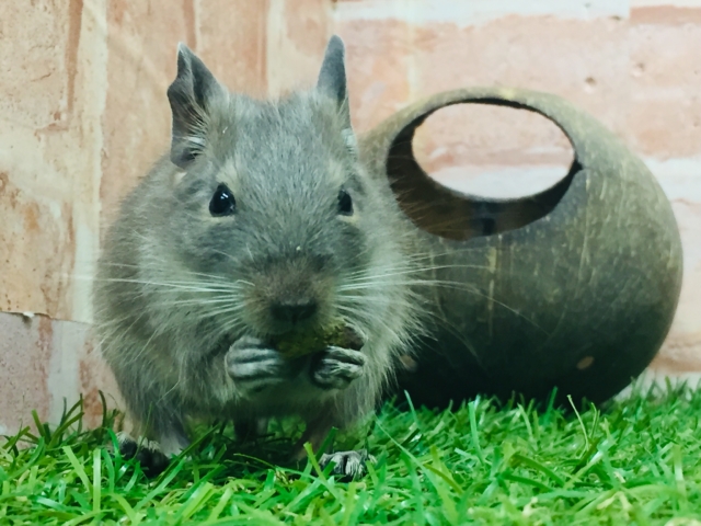 淡いカラーが魅力的🎵🎵🎵 デグー(ブルー) デグー