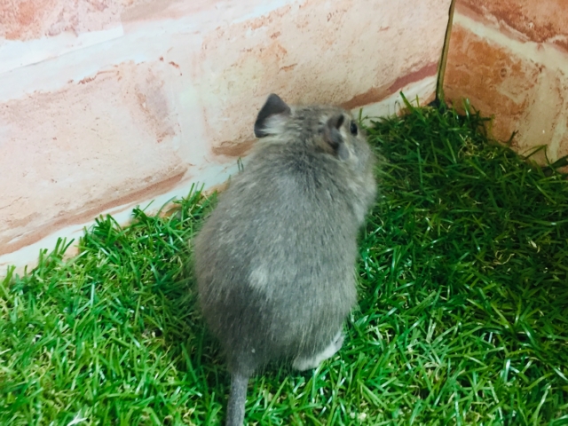 淡いカラーが魅力的🎵🎵🎵 デグー(ブルー) デグー