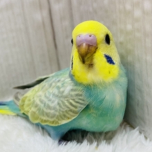 きらきらエメラルドグリーン💎✨セキセイインコのパステルカラーレインボー！！