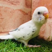 白黒カラーが魅力的✨✨　セキセイインコ（白ハルクイン）