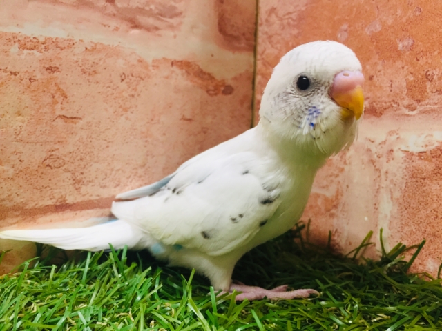 白黒カラーが魅力的✨✨　セキセイインコ（白ハルクイン）