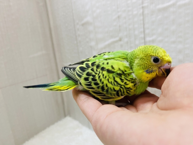 セキセイインコ