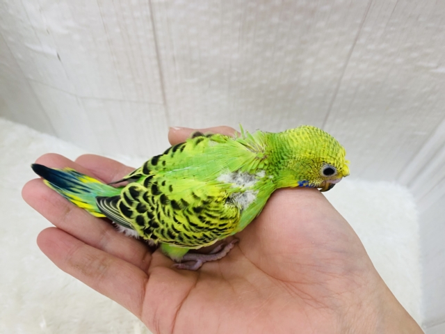 セキセイインコ