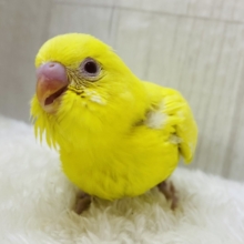 おひさま色の赤目アイドル☀️セキセイインコのルチノーやって来た‼️