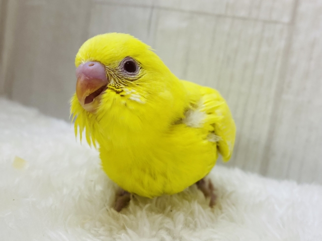 おひさま色の赤目アイドル☀️セキセイインコのルチノーやって来た‼️