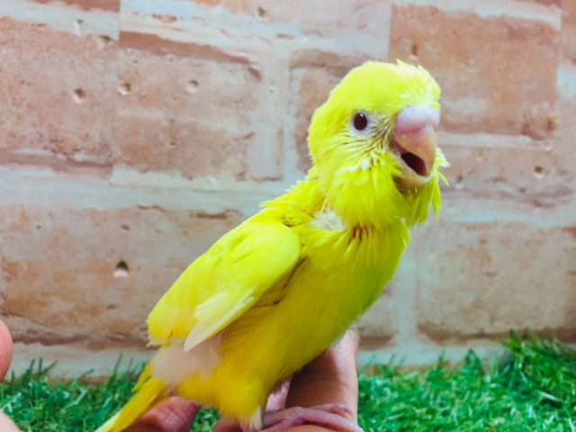 明るい黄色のルチノーカラー🌟🌟 セキセイインコ セキセイインコ