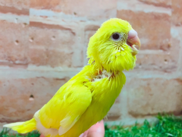 明るい黄色のルチノーカラー🌟🌟 セキセイインコ セキセイインコ