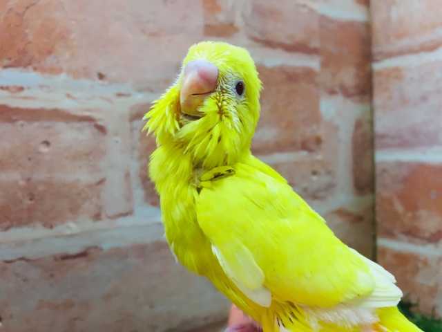 明るい黄色のルチノーカラー🌟🌟 セキセイインコ セキセイインコ