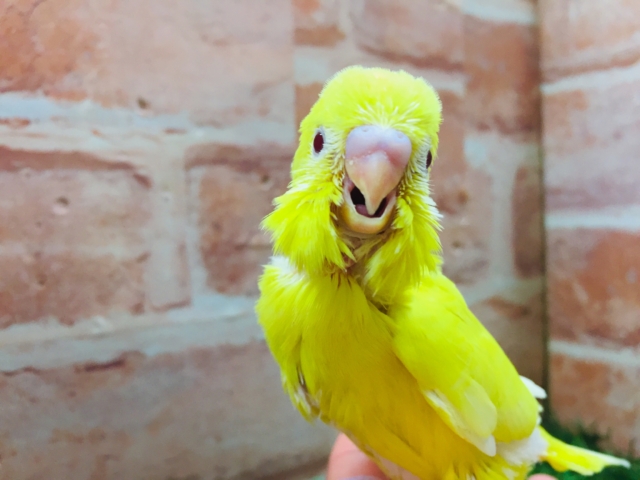 明るい黄色のルチノーカラー🌟🌟 セキセイインコ セキセイインコ
