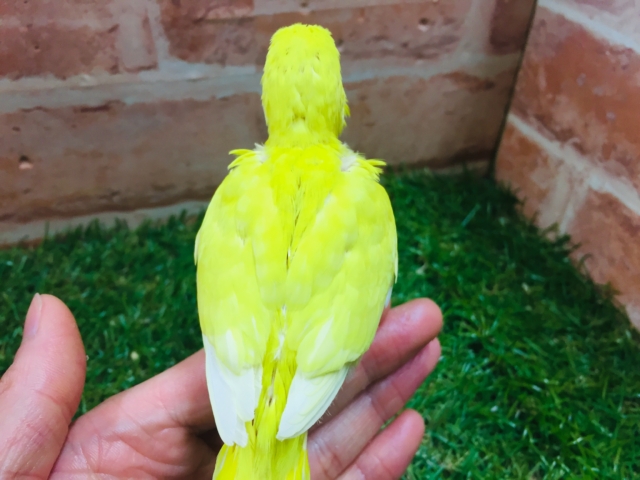 明るい黄色のルチノーカラー🌟🌟 セキセイインコ セキセイインコ