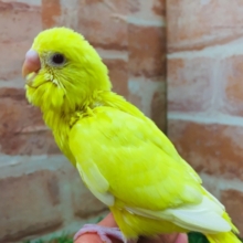 明るい黄色のルチノーカラー🌟🌟　セキセイインコ