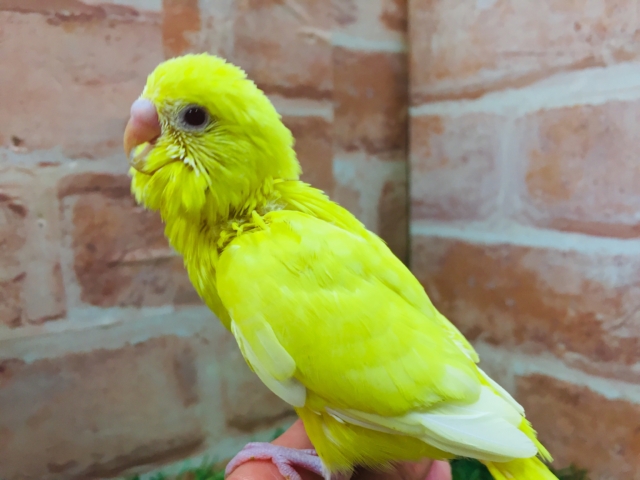 明るい黄色のルチノーカラー🌟🌟 セキセイインコ セキセイインコ