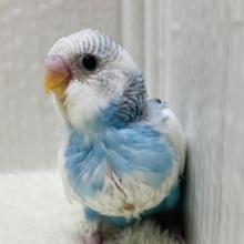 雲と空のハーフです🤍🩵セキセイインコのパイドカラー💫