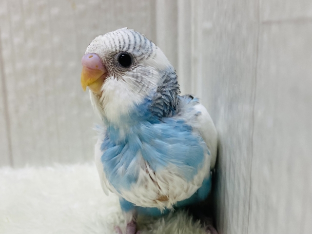 雲と空のハーフです🤍🩵セキセイインコのパイドカラー💫