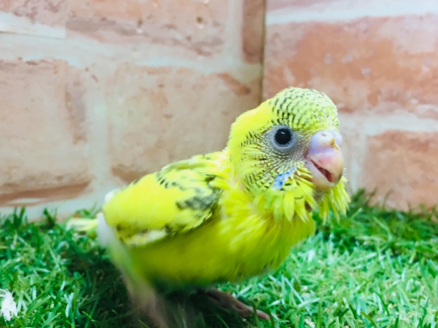 黄ハルクインカラーのセキセイちゃんがやってきましたよ~💛💛💛💛 セキセイインコ セキセイインコ