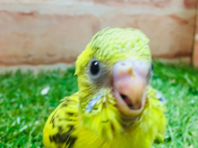 黄ハルクインカラーのセキセイちゃんがやってきましたよ~💛💛💛💛 セキセイインコ セキセイインコ