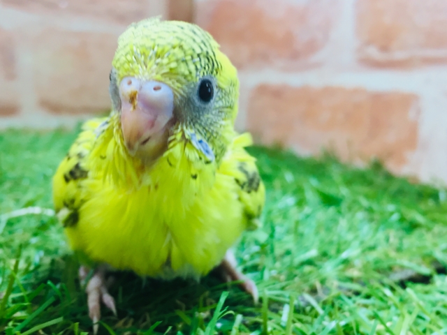 黄ハルクインカラーのセキセイちゃんがやってきましたよ~💛💛💛💛 セキセイインコ セキセイインコ