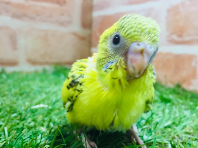 黄ハルクインカラーのセキセイちゃんがやってきましたよ~💛💛💛💛 セキセイインコ セキセイインコ