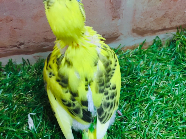 黄ハルクインカラーのセキセイちゃんがやってきましたよ~💛💛💛💛 セキセイインコ セキセイインコ