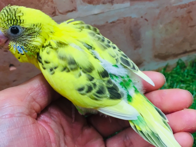 黄ハルクインカラーのセキセイちゃんがやってきましたよ~💛💛💛💛 セキセイインコ セキセイインコ
