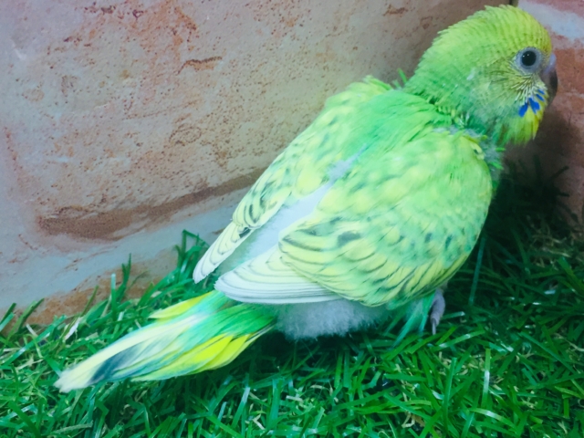 セキセイインコ