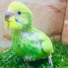 💚💚グリーンスパングルカラーのセキセイちゃんがやってきましたよ～💚💚　セキセイインコ