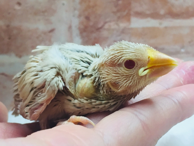 大人気🌟🌟🌟シナモン文鳥さんがやってきましたよ~🎵 シナモン文鳥