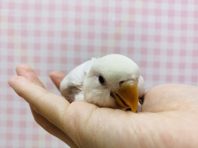 コザクラインコ（小桜インコ）