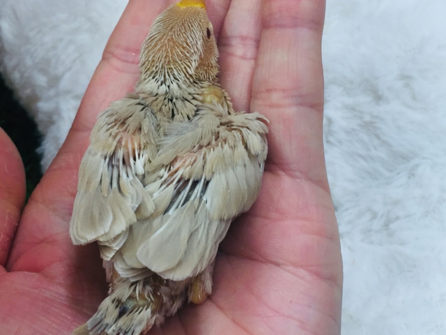 大人気🌟🌟🌟シナモン文鳥さんがやってきましたよ~🎵 シナモン文鳥