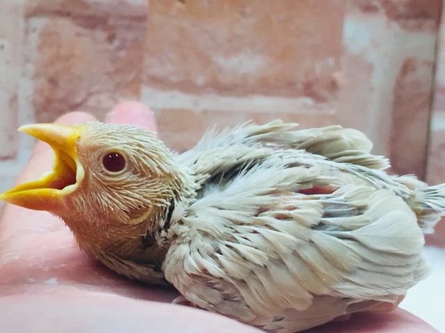 大人気🌟🌟🌟シナモン文鳥さんがやってきましたよ~🎵 シナモン文鳥