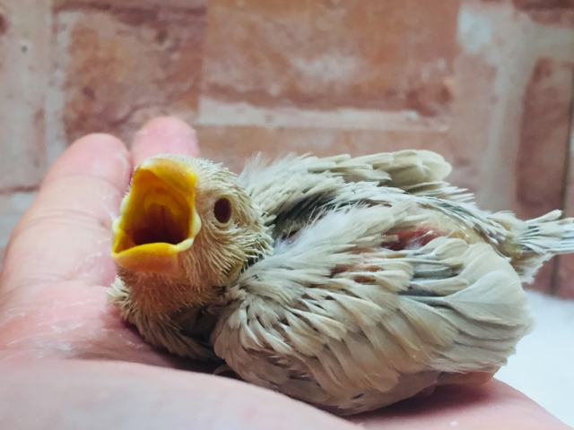 大人気🌟🌟🌟シナモン文鳥さんがやってきましたよ~🎵 シナモン文鳥