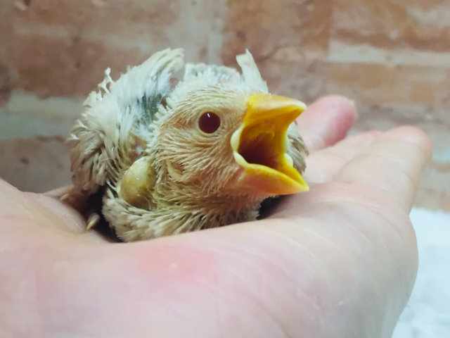 大人気🌟🌟🌟シナモン文鳥さんがやってきましたよ~🎵 シナモン文鳥