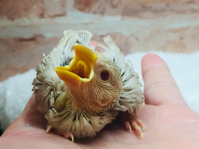 大人気🌟🌟🌟シナモン文鳥さんがやってきましたよ~🎵 シナモン文鳥
