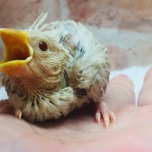 大人気🌟🌟🌟シナモン文鳥さんがやってきましたよ～🎵