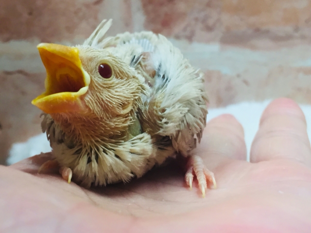 大人気🌟🌟🌟シナモン文鳥さんがやってきましたよ~🎵 シナモン文鳥