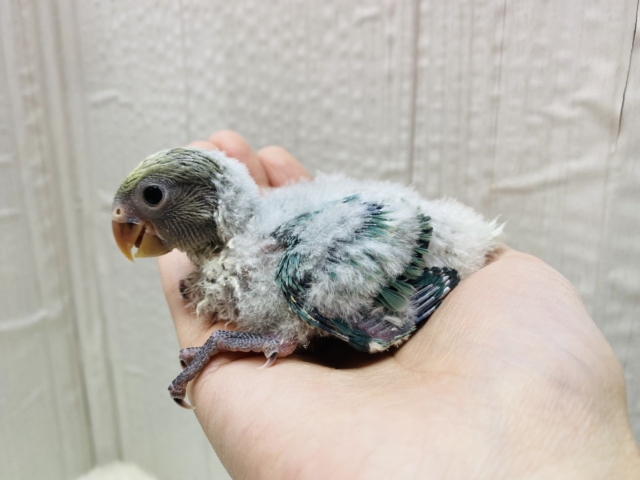 コザクラインコ（小桜インコ）