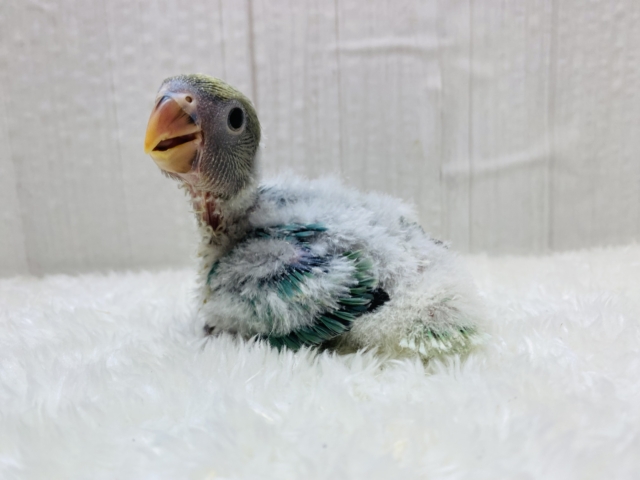 コザクラインコ（小桜インコ）