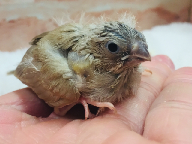 定番人気のミニミニ怪獣ちゃんが襲来⁉⁉ キンカチョウ(フォーン) 錦花鳥(キンカチョウ)