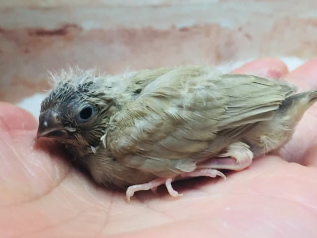 定番人気のミニミニ怪獣ちゃんが襲来⁉⁉ キンカチョウ(フォーン) 錦花鳥(キンカチョウ)