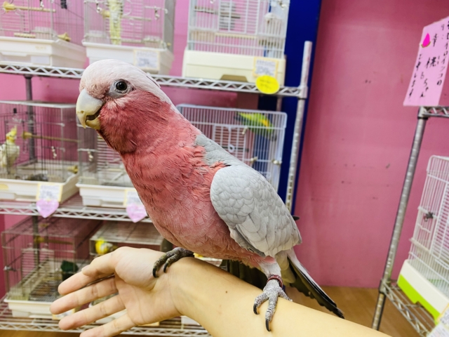 モモイロインコ