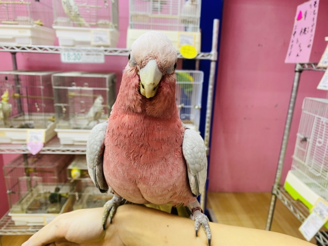 モモイロインコ