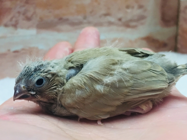 定番人気のミニミニ怪獣ちゃんが襲来⁉⁉ キンカチョウ(フォーン) 錦花鳥(キンカチョウ)