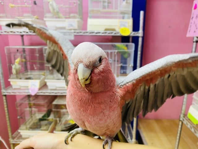 モモイロインコ