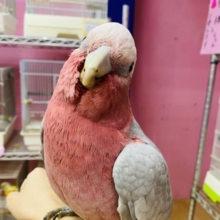 最新画像有ります‼️甘え上手なキューティーガール🍑モモイロインコのモモちゃん❣️