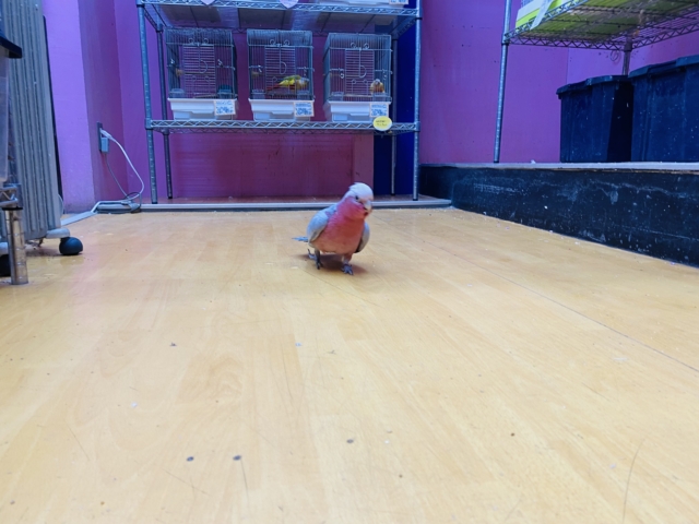 モモイロインコ